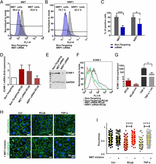 FIGURE 5. EC activation occurs by signaling via the NRP1–MET axis. (A–C) The reduction of surface expression of MET (A) and of NRP1 (B) after transfection with the corresponding siRNAs was verified by flow cytometry. Quantification of the flow cytometric data is illustrated in (C). Means ± SD are shown. *p ≤ 0.05, ***p ≤ 0.001. (D–F) The RCαβ-induced increase of ICAM-1 expression in HUVECs was distinctly reduced by treatment with NRP1 siRNA and, less effectively, with MET siRNA. NRP1 siRNA–reduced ICAM-1 expression was measured at the mRNA level by quantitative PCR (D), at the protein level by immunoblot of cell lysates (E), and at the level of cell surface exposure by flow cytometry (F). (G) MET inhibitor SU11274 (inh) reduced the RCαβ- or TNF-α–stimulated increase in ICAM-1 mRNA as detected by quantitative PCR. (H) Immunofluorescent staining of VE-cadherin (green) in HUVECs was used to quantify their morphological changes after treatment with RCαβ or TNF-α in the presence or absence of inh. (I) Cell roundness was determined using CBT on representative images (H) from three independent experiments. Ctrl: n = 57 cells; Ctrl + inhibitor: n = 62 cells; RCαβ: n = 65 cells; RCαβ + inhibitor: n = 74 cells; TNF-α: n = 54 cells; and TNF-α + inhibitor: n = 82 cells. Means ± SD show that the MET inhibitor significantly affected shape changes of HUVECs treated with RCαβ and TNF-α, respectively. ****p ≤ 0.0001.