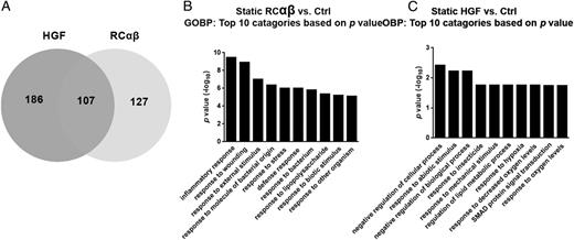 FIGURE 7. The transcriptome of RCαβ-treated ECs differs from that of HGF-treated ECs. (A) Venn diagram illustrating the total number of genes that were regulated by either HGF or RCαβ or by both. (B and C) Gene ontology of biological processes (GOBP) representing biological reactions and regulatory connections that are affected by RCαβ (B) or HGF (C).