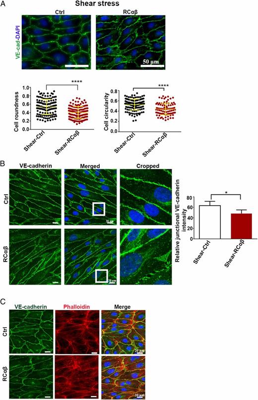 FIGURE 8. RCαβ also affects coherent ECs under mechanical shear forces. (A) HUVECs preconditioned to shear stress (15 dyn/cm2) were treated with RCαβ (400 nM) or PBS as control (Ctrl) at constant shear force (15 dyn/cm2). Under shear, RCαβ-induced cell elongation increased, as quantified by the biometric parameters cell roundness and circularity using VE-cadherin labeling of cell–cell borders (green). To determine cell roundness and circularity, the following numbers of cells were evaluated. For cell roundness: Shear-Ctrl, n = 132 cells, and Shear-RCαβ, n = 132 cells; for cell circularity: Shear-Ctrl, n = 132 cells, and Shear-RCαβ, n = 92 cells. Data from three independent experiments are shown as means ± SD. ****p ≤ 0.0001. (B) Also, with applied shear forces, RCαβ reduced VE-cadherin density along the cell perimeters, measured as relative fluorescence intensity along the cell junctions. VE-cadherin junctional intensity was evaluated with n = 109 and 96 cells for the conditions Shear-Ctrl and Shear-RCαβ respectively. Cropped areas are indicated by white rectangles and highlight the redistribution of VE-cadherin to noncontiguous cell–cell contact sites, which appeared more frequently after RCαβ-treatment. Data from three independent experiments are shown as means ± SD. *p ≤ 0.05. (C) A synergistic effect of externally applied shear forces on RCαβ-induced stress fiber formation and increased anchorage to focal adherens junctions (yellow colocalization signal) was revealed by (immuno)fluorescence staining of VE-cadherin (green) and phalloidin (red) in confluent EC monolayers. Scale bars, 20 μm.