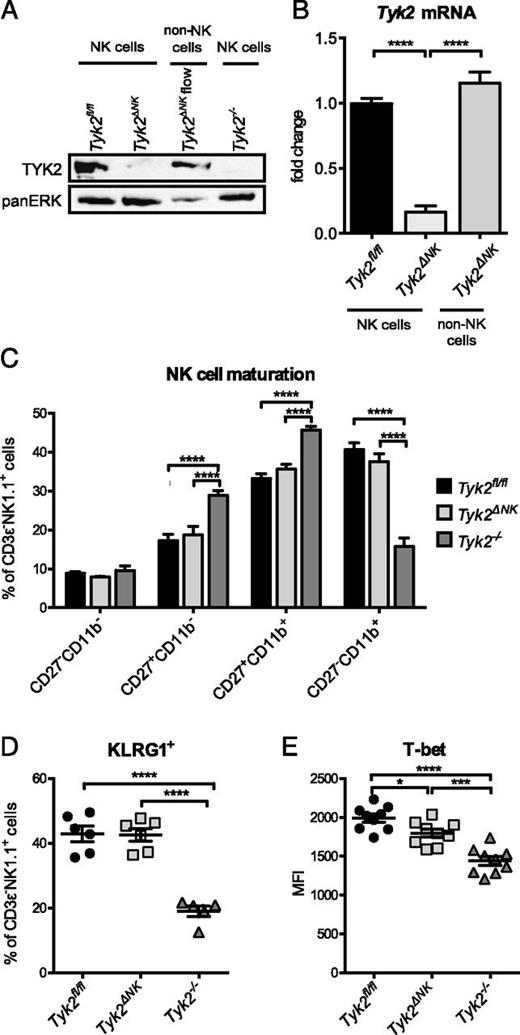 FIGURE 1. NK cells from Tyk2ΔNK mice fully mature. (A and B) DX5 MACS-sorted NK cells from Tyk2fl/fl and Tyk2ΔNK mice and NK cell–depleted splenocytes (flow) were used to analyze the deletion efficiency of TYK2. Directly after isolation (flow) or after 7-d expansion of NK cells in the presence of IL-2, (A) TYK2 protein levels were assessed by Western blot, or (B) RNA was isolated and Tyk2 mRNA levels were assessed by reverse transcription quantitative PCR. Tyk2 mRNA expression levels were normalized to the housekeeping gene Ube2d2 and calculated relative to Tyk2fl/fl cells (set to 1). (A) One out of two independent experiments and (B) mean values ± SEM (n = 2–4 per genotype) are shown. (C–E) Splenocytes from Tyk2fl/fl, Tyk2ΔNK, and Tyk2−/− mice were isolated and analyzed by flow cytometry for levels of (C) the maturation markers CD27 and CD11b, (D) KLRG1, and (E) T-bet in CD3ε−NK1.1+ cells. Mean percentages/MFIs ± SEM from two to three independent experiments are shown (n = 5–9 per genotype). *p < 0.05, ***p < 0.001, ****p < 0.0001. MFI, mean fluorescence intensity.