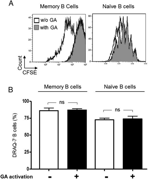 FIGURE 4. GA does not promote the proliferation and a higher survival of B cells. Memory and naive B cells were sorted and activated by GA for 4 h. The cells were stained with CFSE and stimulated with CpG and human CD40 ligand for 4 d. (A) B cell proliferation was evaluated with flow cytometry. Representative examples of six experiments. (B) B cell viability was assessed using DRAQ7 Far-Red Live-Cell Impermeant DNA Dye. Mean ± SEM of six experiments. Significant differences were estimated using the Wilcoxon test. ns, not significant.