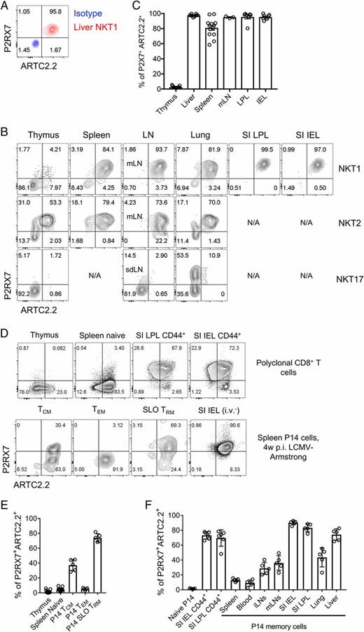FIGURE 1. Expression of ARTC2.2 and P2RX7 in iNKT and CD8+ T cell subsets. (A) Representative flow cytometry plot showing expression of ARTC2.2 and P2RX7 or isotype control in liver iNKT. (B) Representative plots showing expression of ARTC2.2 and P2RX7 in NKT1, NKT2, or NKT17 cell subsets from the indicated tissues. “N/A” means not analyzed (because of a paucity of cells of that subset in the tissue). (C) Percentage of NKT1 cells that are ARTC2.2+P2RX7+ [as defined by the quadrants in (A)]. (D) Expression of ARTC2.2 and P2RX7 in polyclonal CD8+ T cells from the indicated tissues (above) and in virus-specific CD8+ T cells 4 wk postinfection (below). For the virus-specific CD8+ T cell analysis, P14 CD8+ T cells were adoptively transferred into congenic recipient mice (2.5 × 104 cells per mouse), followed by infection with LCMV Armstrong (2 × 105 PFU, i.p.). After 4 wk, cells were isolated from the indicated tissues. (E) The percentages of ARTC2.2+P2RX7+ cells are shown for polyclonal CD8+ T cells in the thymus and spleen, as well as splenic memory P14 cell subsets (TCM, TEM, SLO TRM). (F) Percentages of memory P14 cells that were ARTC2.2+P2RX7+ in the different organs are shown, as well as polyclonal SI-resident CD8+ T cells. (A–F) Data are from three independent experiments, n = 5–6 mice per experimental group.