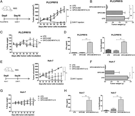 FIGURE 3. Improved antitumor efficacy of GPC3-28Z-NFAT-IL-12 T cells against GPC3-expression tumor xenografts. A total of 3 × 106 PLC/PRF/5 or 2 × 106 Huh-7 cells were inoculated on the right flank of 6-wk-old female NSG mice on day 0. (A) Left panel, Experimental scheme of in vivo therapeutic efficacy experiment. On day 16, mice bearing tumors of ∼250–300 mm3 were infused i.v. with 3 × 106 indicated T cells (n = 6). Right panel, Growth curve of PLC/PRF/5 xenografts treated with indicated T cells. Arrow indicates T cells infusion. (B and F) The tumor weight was measured at the study end point. (C and G) Body weight of each group was measured every 3–4 d (baseline = 100%). (D) The amount of IFN-γ and IL-12 in the sera of treated mice 23 d after T cells infusion was measured by ELISA. Data shown are the mean ± SEM from three mice of each group. (E) Left panel, Experimental scheme of in vivo antitumor experiment. On day 30, mice bearing tumors of ∼600–650 mm3 were infused i.v. with 3 × 106 indicated T cells (n = 6). Right panel, Growth curve of Huh-7 xenografts treated with indicated T cells. (F) The amount of IFN-γ in the sera of treated mice 10 d after T cell infusion was measured by ELISA. Data shown are the mean ± SEM from three mice of each group. (H) The amount of IFN-γ and IL-12 in the sera of treated mice 10 d after T cell infusion was measured by ELISA. Data shown are the mean ± SEM from three mice of each group. *p < 0.05, **p < 0.01, ***p < 0.001.