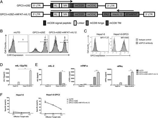 FIGURE 5. Murine GPC3-specific CARs construction and in vitro function of mCAR-T cells. (A) Schematic diagram of murine GPC3-CARs construction. (B) GPC3-CARs expression of murine CAR-T cells. The mUTD cells were used as controls. (C) GPC3 expression of murine tumor cells was determined by FACS. Isotype Ab served as a control. (D and E) The production of mIL-12 (p70), mIL-2, mTNF-α, and mIFN-γ of murine T cells after 24 h coculture with indicated tumor cells at 1:1 ratio was detected by ELISA. Data shown are the mean ± SEM of triplicates. (F) In vitro cytotoxicity of murine T cells incubated with indicated target cells at the indicated E:T ratios for 18 h. Each data set reflects mean ± SEM of quintuplicates. **p < 0.01, ***p < 0.001.