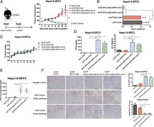 FIGURE 6. GPC3-m28Z-mNFAT-mIL-12 T cells improved antitumor immunity against established murine HCC tumor. (A) Left panel, Experimental scheme of in vivo immunocompetent model. Murine T cells at different doses were transferred i.v. into female C57BL/6 mice 8 d after tumor cell inoculation (n = 6). Right panel, Tumor growth curve for Hepa1-6-GPC3 xenografts treated with indicated murine T cells. Arrow indicates murine T cells infusion. (B) The tumor weight was measured at the study end point. (C) Body weight of each group was measured every 3–4 d (baseline = 100%). (D) The amounts of mIFN-γ and mIL-12 (p70) in the sera of treated mice 8 d after therapy were assessed by ELISA. Data shown are the mean ± SEM. (E) CAR copy numbers in genomic DNA of residual tumors 8 d after therapy were measured by real-time PCR. (F) The sections of formalin-fixed, paraffin-embedded tumor tissue were immunostained with anti-mouse CD8α Ab or anti-mouse Foxp3 Ab. The images were obtained under original magnification ×400. Data shown are from three independent experiments. *p < 0.05, **p < 0.01, ***p < 0.001.