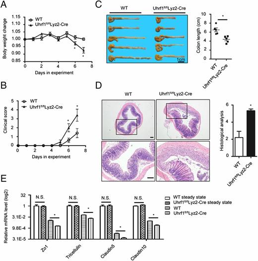 FIGURE 1. Uhrf1fl/flLyz2-Cre mice are more susceptible to DSS-induced acute colitis. (A–D) WT and Uhrf1fl/flLyz2-Cre mice were administered with 2.5% DSS in drinking water to induce acute colitis. Body weight changes (A), clinical scores (B), and colon length (C) were recorded and analyzed. Representative images of H&E staining and histological scoring in terminal colon tissues were shown (D) (n = 5 per group). (E) The relative mRNA levels of Zo1, tricellulin, Claudin5, and Claudin10 in colon tissues from WT and Uhrf1fl/flLyz2-Cre mice under steady-state or with DSS-induced colitis were analyzed by qPCR (n = 5 per group). The data represent three independent experiments. Scale bar, 100 μm. Error bars represent mean ± SEM. *p < 0.05 (unpaired t test). N.S., not significant.