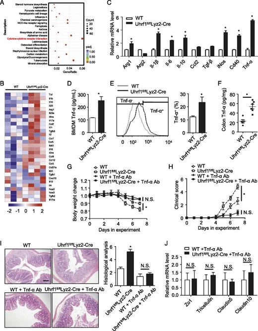 FIGURE 2. Uhrf1 deletion upregulates Tnf-α expression. (A) KEGG analysis of RNA sequencing data showed the top 20 gene set that activated in DSS-treated Uhrf1fl/flLyz2-Cre mice versus WT mice. (B) Heatmap displayed the mRNA expression of cytokines and chemokines in colon tissues from DSS-treated WT (n = 4) and Uhrf1fl/flLyz2-Cre mice (n = 3). (C and D) BMDMs derived from WT and Uhrf1fl/flLyz2-Cre mice were treated with LPS (100 ng/ml) for 4 h. The mRNA expression of inflammation-associated genes were analyzed by qPCR (C). Tnf-α protein levels in culture supernatants were analyzed by ELISA (D). (E and F) Tnf-α expression by CD11b+ F4/80+ macrophages in colonic lamina propria of WT and Uhrf1fl/flLyz2-Cre mice received 2.5% DSS challenge were assessed by flow cytometry (E), and the Tnf-α levels in the colon tissue homogenates were measured by ELISA (F) (n = 5–6 per group). (G–J) Tnf-α–neutralization therapy of DSS-treated WT and Uhrf1fl/flLyz2-Cre mice. Body weight changes (G) and clinical scores (H) were recorded and analyzed. Representative images of H&E staining and histological scoring in terminal colon tissues were shown (I). The mRNA expression of Zo1, tricellulin, Claudin5, and Claudin10 in colon tissues was analyzed by qPCR (J) (n = 5 per group). The data represent three independent experiments. Scale bar, 100 μm. Error bars represent mean ± SEM. *p < 0.05 (unpaired t test). N.S., not significant.