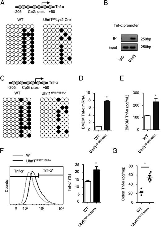 FIGURE 3. Loss of H3K9me2/3-binding activity of Uhrf1 results in increased Tnf-α expression. (A) Bisulfite sequencing for the CpG methylation status in the Tnf-α promoter region (−205 to +50 bp) was analyzed. Ten respective replicates from WT and Uhrf1fl/flLyz2-Cre samples were subjected to the analysis. (B) The occupation of Uhrf1 on the Tnf-α promoter in BMDMs were detected by ChIP assays with the Ab against Uhrf1. Isotype lgG served as a control. (C) Bisulfite sequencing for the CpG methylation status in the Tnf-α promoter region (−205 to +50 bp) was analyzed. Ten respective replicates from WT and Uhrf1YP187/188AA samples were subjected to the analysis. (D and E) BMDMs derived from WT and Uhrf1YP187/188AA mice were stimulated by LPS (100 ng/ml) for 4 h. The relative mRNA levels of Tnf-α were analyzed by qPCR (D), and the Tnf-α protein levels in culture supernatants were measured by ELISA (E). (F and G) Tnf-α expression by CD11b+ F4/80+ macrophages in colonic lamina propria of WT and Uhrf1YP187/188AA mice received DSS challenge were assessed by flow cytometry (F), and the Tnf-α levels in colon tissue homogenates were analyzed by ELISA (G) (n = 5–6 per group). The data represent three independent experiments. Error bars represent mean ± SEM. *p < 0.05 (unpaired t test).