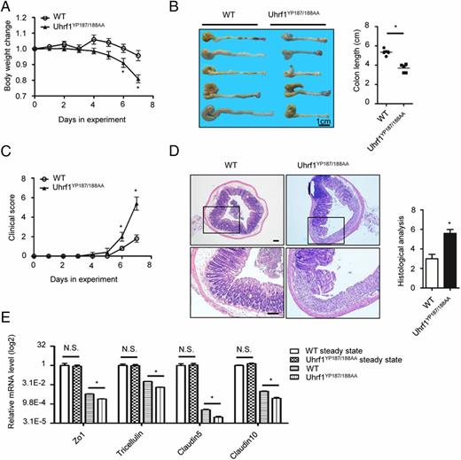 FIGURE 4. Uhrf1YP187/188AA mutant mice are sensitive to DSS-induced colitis. (A–D) WT and Uhrf1YP187/188AA mice were administered with 2.5% DSS in drinking water to induce acute colitis. Body weight changes (A), colon length (B), and clinical scores (C) were recorded and analyzed. Representative images of H&E staining and histological scoring in terminal colon tissues were shown (D) (n = 5–6 per group). (E) The relative mRNA levels of Zo1, tricellulin, Claudin5, and Claudin10 in colon tissues from WT and Uhrf1YP187/188AA mice under steady-state or with DSS-induced colitis were analyzed by qPCR (n = 5 per group). The data represent three independent experiments. Scale bar, 100 μm. Error bars represent mean ± SEM. *p < 0.05 (unpaired t test). N.S., not significant.