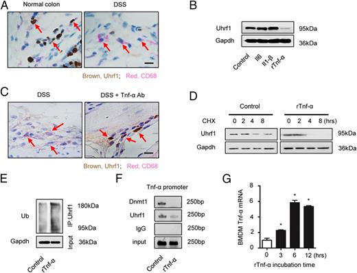 FIGURE 5. The stability of Uhrf1 protein is reduced by Tnf-α in macrophages. (A) Immunohistochemical staining of Uhrf1 (brown) and CD68 (red) in colon tissues from WT mice received DSS treatment (n = 6 per group). Scale bar, 20 μm. (B) Immunoblot analysis of Uhrf1 protein level in BMDMs incubated with Il6 (100 nM), Il1-β (100 nM), or rTnf-α (100 nM) for 12 h. (C) DSS-challenged WT mice were treated with Tnf-α Ab. Immunohistochemical staining of Uhrf1 (brown) and CD68 (red) in colon tissues was shown (n = 5 per group). (D) Decay assay of Uhrf1 protein in cycloheximide (CHX; 10 μM)–treated BMDMs incubated with or without rTnf-α (100 nM). (E) BMDMs incubated with rTnf-α (100 nM) for 12 h were subjected to anti-Uhrf1 immunoprecipitation, followed by immunoblot analysis with Ab against Ub. (F) The occupation of Uhrf1 and Dnmt1 on the Tnf-α promoter in BMDMs incubated with rTnf-α (100 nM) for 12 h were detected by ChIP assays. Isotype lgG served as a control. (G) Tnf-α mRNA levels in BMDMs incubated with rTnf-α (100 nM) were analyzed by qPCR. The data represent three independent experiments. Scale bar, 20 μm. Error bars represent mean ± SEM. *p < 0.05 (unpaired t test).