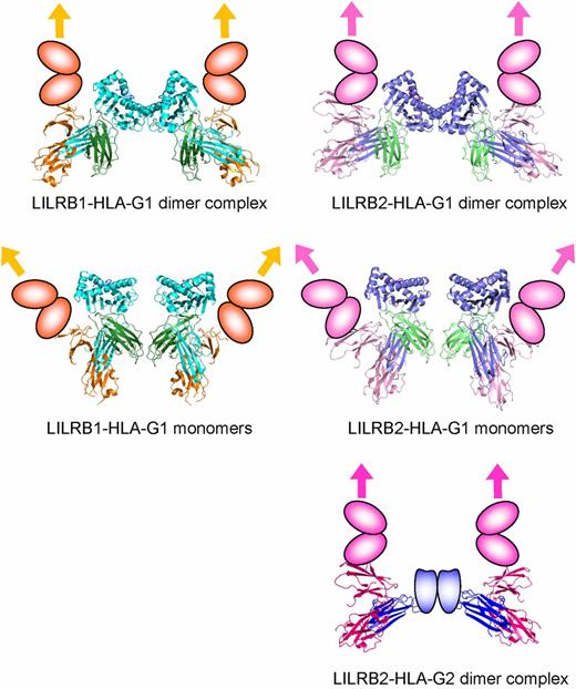 Structural and Functional Basis for LILRB Immune Checkpoint Receptor