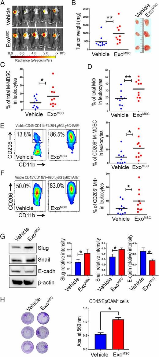 FIGURE 2. MSC exosomes drive increased tumor growth, upregulation of CD206 in tumor-associated M-MDSCs and macrophages, and EMT of cancer cells with superior invasive ability. (A) In vivo luciferase analysis showing tumor growth in the right axillary flank after 14 d from intratumoral administration of MSC-derived exosomes or PBS into Brpkp110 breast tumors. ExoMSC or PBS (vehicle) was administered after 5 d of tumor challenge. Data are representative of the two independent experiments (n = 5 per group; one representative experiment of two). (B) Comparison of tumor weight between ExoMSC and vehicle group after 14 d of PBS or exosome administration (n = 5 per group; two experiments). Representative tumors from an individual experiment are depicted. (C) Scatter plot showing number of M-MDSCs (CD45+CD11b+F4/80+Ly-6G−Ly-6C+IA/IE−) among total tumor-infiltrated leukocytes (viable CD45+) in vehicle and ExoMSC tumors (n = 5 per group; two experiments). (D) Scatter plot showing number of macrophages (CD45+CD11b+F4/80+Ly-6G−Ly-6C+IA/IE+) among total tumor-infiltrated leukocytes (viable CD45+) in vehicle and ExoMSC tumors (n = 5 per group; two experiments). (E) Representative flow cytometry plots showing percentage of CD206+ cells in gated viable M-MDSCs (CD45+CD11b+F4/80+Ly-6G−Ly-6C+IA/IE−); quantification of CD206+ M-MDSCs among total tumor-infiltrated leukocytes in ExoMSC and vehicle tumors are represented as scatter plots (n = 5 per group; two experiments). (F) Representative flow cytometry plots showing percentage of CD206+ cells in gated viable macrophages (CD45+CD11b+F4/80+Ly-6G−Ly-6C+IA/IE+); quantification of CD206+ macrophages among total tumor-infiltrated leukocytes in ExoMSC and vehicle tumors are represented as scatter plots (n = 5 per group; two experiments). (G) WBs of Slug, Snail, and E-cadherin in tumors from ExoMSC and vehicle group performed three times from three different tumors of each group. β-actin was used as loading control. Bar graphs showing WB intensities of Slug, Snail, and E-cadherin, relative to β-actin. (H) Phase contrast microscopy analysis and quantification by absorbance measurement at 560 nm of ECM invasion by CD45−EpCAM+ cancer cells from ExoMSC and vehicle group, performed three times from three different tumors of each group. *p < 0.05, **p < 0.01.