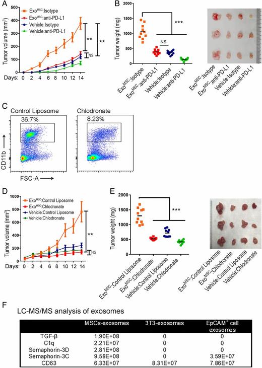 FIGURE 4. MSC-derived exosomes drive breast cancer progression through PD-L1–PD-1 axis and contain M-MDSC to M2-differentiating factors. (A) Vehicle and ExoMSC group mice administered with anti–PD-L1 neutralizing Abs or anti-isotype control Abs. Volume comparison at different time points (n = 5 per group, one representative experiment of two) starting from day of intratumor exosome or PBS administration (day 0). (B) Comparison of tumor weight between anti–PD-L1– or anti-isotype control Ab–injected mice groups (n = 5 per group, two experiments) after resection on day 21 after Brpkp110 challenge. Representative tumors from an individual experiment are depicted. (C) Comparison of intratumoral CD11b+ myeloid population in mice administered with chlodronate liposomes or control liposomes. (D) Both vehicle and ExoMSC groups administered with chlodronate liposomes or control liposomes. Volume comparison (n = 5 per group, one representative experiment of two) at different time points starting from day 0. (E) Comparison of tumor weight between chlodronate liposome– or control liposome–treated mice groups (n = 5 per group, two experiments) after resection on day 21 after Brpkp110 challenge. Representative tumors from an individual experiment are depicted. (F) List of important molecules contained exclusively or superiorly in MSC-derived exosomes. CD63 is listed as exosome quality control. **p < 0.01, ***p < 0.001. NS, not significant.