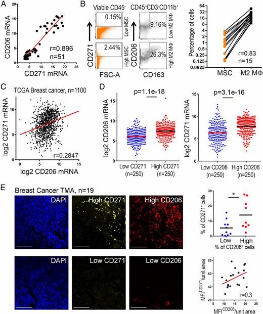 FIGURE 5. Infiltration of MSCs and M2 macrophages in human breast tumors shows a strong positive correlation. (A) Surgically-operated fresh IDC breast tumors were collected, and RNA was isolated (n = 51). Scatter plot showing correlations between mRNA expressions of CD206 and CD271 with a Spearman correlation coefficient value (r) 0.896. (B) Representative dot plots of flow cytometry with dissociated tumors (n = 15) showing tumors with a higher percentage of CD45−CD271+ MSCs have a higher percentage of CD45+CD3−CD11b+CD206+CD163+ M2 macrophages (left). Graph (right) showing correlation (Spearman correlation, r = 0.83) between intratumoral percentages of MSCs and myeloid cells with features of M2 macrophage. (C) From TCGA dataset of 1100 primary breast tumors, CD271 and CD206 mRNA expression were analyzed, and log values are represented on y-axis and x-axis, respectively, in the scatter correlation plot, showing a positive correlation (Spearman correlation, r = 0.2847). (D) Graph on left showing log CD206 mRNA expression from TCGA dataset (n = 1100) comparing breast tumors with the strongest CD271 (n = 250) and weakest CD206 (n = 250) expression. Graph on right showing log CD271 mRNA expression from TCGA dataset (n = 1100) comparing breast tumors with the strongest CD206 (n = 250) and weakest CD206 (n = 250) expression. (E) Breast TMA (n = 19) stained for CD271 (Alexa Fluor 568) and CD206 (Alexa Fluor 647). Nuclei were stained with DAPI. Representative immunofluorescence images showing tumors with both high and both low CD271 and CD206. Images were captured with original magnification ×400. Scatter graph (top) showing percentage of CD271+ cells in CD206 high (>0.4%; n = 9) versus CD206 low (<0.4%; n = 10) tumors. Scatter plot (bottom) showing positive (Spearman correlation, r = 0.3) correlation between mean fluorescence intensity of CD271 and mean fluorescence intensity of CD206 per unit area of tumor (n = 19). *p < 0.05.