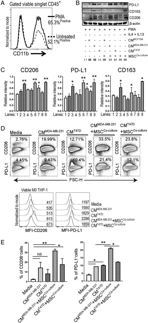 FIGURE 6. Human MSCs boost CD206high PD-L1high M2 macrophage polarization. (A) Flow cytometry histograms showing expression of CD11b in untreated or PMA-induced THP-1 cells (M0 THP-1). (B) WB analysis showing expressions of PD-L1, CD206, CD163, and β-actin in M0 THP-1 cells with different treatment combinations; data are representative of two experiments. M0 THP-1 cells treated with IL-4 and IL-13 as a positive control of M2 polarization. In the remaining combinations, M0 THP-1 cells cultured in conditioned media (CM) from either MCF10A or MDA-MB-231 or T47D and cocultured with or without human MSCs. (C) Densitometry analysis of WBs showing intensities of CD206, PD-L1, and CD163 bands relative to respective β-actin bands (D) Flow cytometry dot plots showing percentages of CD206+ and PD-L1+ and histograms showing mean fluorescence intensity of CD206 and PD-L1 in M0 THP-1 cells in different treatment combinations as mentioned; data are representative of two experiments. (E) Bar graphs showing mean ± SEM percentages of CD206+ and PD-L1+ cells. *p < 0.05, **p < 0.01. NS, not significant.