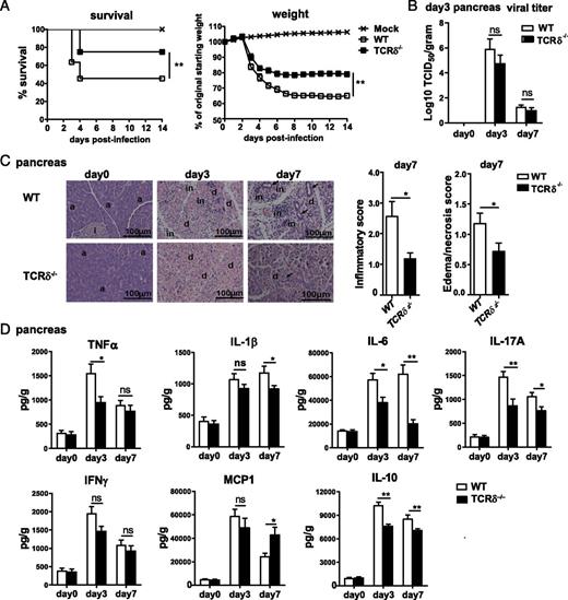 FIGURE 3. γδ T cells are pathogenic in CVB3-induced pancreatic inflammation and damage. TCRδ−/− and WT mice were i.p. infected with 2 × 103 TCID50 of CVB3. (A) The mortality and weight change of mice were followed by 14 dpi. (B) At 3 and 7 dpi, pancreatic viral titer were analyzed by TCID50 assay. (C) Histopathology of pancreas tissues was evaluated by H&E staining, and inflammatory and edema/necrosis scores were quantified. Arrows show tubular/ductular structures. (D) Protein levels of inflammatory cytokines in the homogenates of pancreas were measured by ELISA. Data represent the mean ± SEM (n = 6–8) from three independent experiments. *p < 0.05, **p < 0.01. a, acinus; d, degranulated acinar cells; i, islet of Langerhans; in, inflammatory infiltrate; ns, not significant.