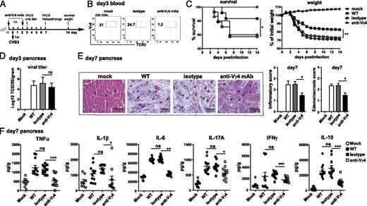FIGURE 4. Depletion of Vγ4+γδ T cells significantly decreases pancreatitis. (A) C57 WT mice were i.v. injected with anti-Vγ4–specific mAb/isotype control Ab on days −1 before and +2 p.i. of 2 × 103 TCID50 of CVB3 on day 0. (B) The depletion efficiency was confirmed 3 dpi by flow cytometry. (C) Percent survival and weight change of mice were followed by 14 dpi. (D) Pancreatic viral titer at 3 dpi was analyzed by TCID50 assay. (E) Representative H&E-stained sections of the pancreas from isotype or anti-Vγ4 mAb–treated mice at 7 dpi. Arrows show tubular/ductular structures. (F) Levels of TNF-α, IL-1β, IL-6, IL-17A, IFN-γ, and IL-10 from pancreas homogenates of mice were assessed by ELISA on 7 dpi. Data represent the mean ± SEM (n = 6–8) of three independent experiments. *p < 0.05, **p < 0.01, ***p < 0.001. a, acinus; d, degranulated acinar cells; i, islet of Langerhans; in, inflammatory infiltrate.