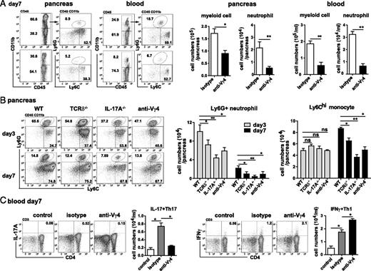 FIGURE 5. γδT–increased viral pancreatitis is associated with enhanced neutrophil influx into the pancreas and increased Th17 response. (A) Representative FACS plots and summary of CD11b+ myeloid cells and Ly-6G+Ly-6C− neutrophils in the pancreas and blood of isotype or anti-Vγ4 mAb–treated mice on 7 dpi. (B) Representative FACS plots and summary of Ly-6G+Ly-6C− neutrophils and Ly-6G−Ly-6Chi monocyte frequency in the pancreas of WT, IL-17−/−, or TCRδ−/− mice at 3 and 7 dpi. (C) At 7 dpi, blood lymphocytes were stimulated with PMA and ionomycin for 4 h. The cells were stained with anti-CD4 mAb, then intracellularly with anti–IL-17A or anti–IFN-γ mAb and analyzed by flow cytometry. Cell numbers of IFN-γ+CD4+T and IL-17+ CD4+ T cells were compared between mice receiving anti-Vγ4 mAb and isotype IgG control. Data were presented as mean ± SEM (n = 6–8) of three representative independent experiments. *p < 0.05, **p < 0.01.