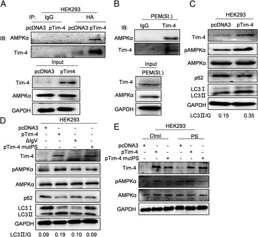 FIGURE 6. Tim-4 activates autophagy pathway by its PS binding site interacting with AMPKα. (A) IP for Tim-4 and endogenous AMPKα with HA Ab pull down in HEK293 cells, transfected with pcDNA3, pTim-4 for 48 h, (B) and with Tim-4 Ab pull down in PEMs cells under starvation, respectively. (C) Immunoblot for AMPKα and autophagy pathway–related genes in HEK293 cells transfected with pcDNA3 or pTim-4 for 48 h. (D) Immunoblot for AMPKα and autophagy-related genes of HEK293 cells transfected with pcDNA3, pTim-4, ∆IgV, or pTim-4 mutPS for 48 h. (E) Immunoblot for Tim-4, p-AMPKα of HEK293 cells transfected with pcDNA3, pTim-4, or pTim-4 mutPS for 48 h, then treatment with PBS or PS for another 12 h.