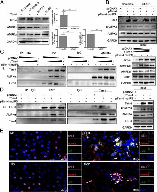 FIGURE 7. Tim-4 promotes AMPKα phosphorylation by interacting with LKB1. (A) Immunoblot for Tim-4, p-AMPKα of HEK293 cells cotransfected with pTim-4 and scramble, siCaMKKβ, siTAK1, and siLKB1, respectively (left); qPCR for CaMKKβ, TAK1, and LKB1 of HEK293 cells transfected with scramble, siCaMKKβ, siTAK1, and siLKB1, respectively (right). (B) Immunoblot for Tim-4, p-AMPKα of HEK293 cells cotransfected with scramble or siLKB1 and pcDNA3, pTim-4, or pTim-4 mutPS, respectively. (C) IP for Tim-4, endogenous AMPKα and LKB1 with HA (left panel) or AMPKα (right panel) Ab pull down in HEK293 cells transfected with pcDNA3, pTim-4, or pTim-4 mutPS for 48 h, respectively. Input indicated the expression of Tim-4, AMPKα, and LKB1 in transfected HEK293 cells. (D) IP for Tim-4, endogenous AMPKα, and LKB1 with LKB1 (left panel) or Tim-4 (right panel) Ab pull down in pcDNA3, pTim-4, and pTim-4 mutPS transfected HEK293 cells after 48 h culture. Input indicated the expression of Tim-4, AMPKα, and LKB1 in transfected HEK293 cells. (E) Opal/TSA-based multiplex fluorescent IHC was performed in murine hepatic tissue from normal diet (ND)/HFD and ND/MCD mice. Four markers were evaluated, including Tim-4 (pink), AMPKα (red), LKB1 (green), and nuclei (blue). White arrows are pointing to Tim-4, AMPKα and LKB1 coexpressing. Scale bar, 20 μm. **p < 0.01, ***p < 0.001.