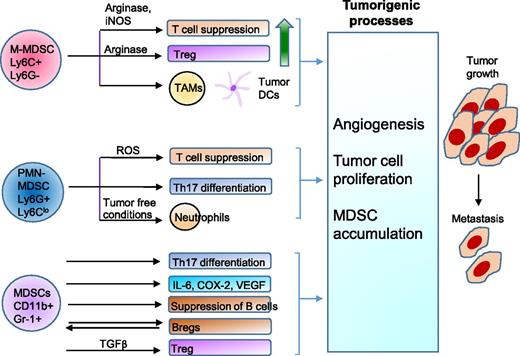 FIGURE 1. Diverse functions of MDSCs in cancer. MDSCs are generated from hematopoietic stem cells from the BM under the influence of growth factors, including GM-CSF, G-CSF, and COX-2. They acquire immunosuppressive potential on activation by cytokines, including IL-6 and IL-4. COX-2 by itself can expand MDSCs and confer suppressive function. Based on the expression of Ly6C and Ly6G Ags, MDSCs can be separated into M-MDSCs, I-MDSCs, and PMN-MDSCs. They suppress T cell function, promote expansion of Tregs and Th17 cells, modulate B cells by both suppressing B cells and promoting regulatory B cells (Bregs), and also produce inflammatory cytokines. Overall, MDSCs use these different mechanisms to promote tumor growth, angiogenesis, and metastasis.