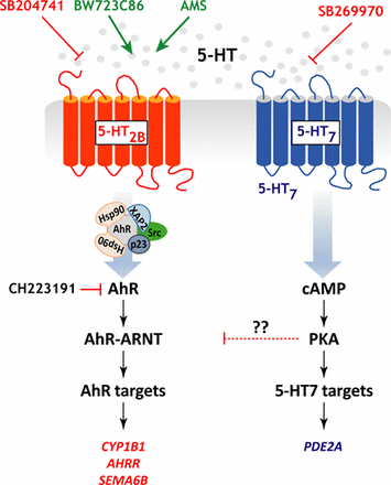 Serotonin (5-HT) Shapes the Macrophage Gene Profile through the 5-HT2B ...