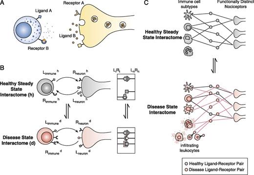 Unraveling The Plastic Peripheral Neuroimmune Interactome The Journal 
