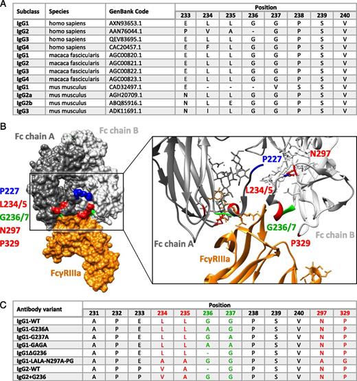 D265a Mutation Glycine 236 in the Lower Hinge Region of Human IgG1 Differentiates FcγR ...