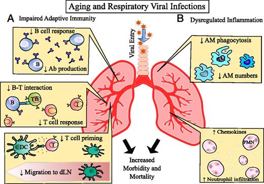 FIGURE 1. Aging impacts the immune response to viral respiratory infections. The consequences of aging on the immune response against respiratory viruses can be broadly categorized into (A) impaired adaptive immunity and (B) dysregulated inflammation. (A) Aging reduces the B cell response and the generation of protective Abs against the virus. The reduced B cell response is in part due to the reduction in B–T interaction. Both CD4+ and CD8+ T cell responses are also dampened with aging. DC migration to the dLN and priming of T cells are impaired. (B) Aging causes dysregulated inflammation in the lungs during respiratory viral infections. Increased levels of chemokines (IL-8) lead to increased recruitment of neutrophils (polymorphonuclear neutrophils [PMN]). Aging causes reduced numbers of AMs and impairs their ability to phagocytose apoptotic neutrophils and debris.