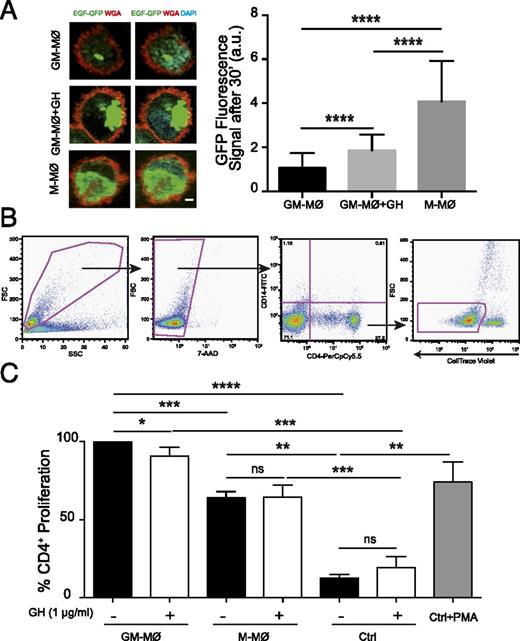 FIGURE 7. GH treatment increases bacterial uptake by GM-Mϕ and diminishes the ability of macrophages to trigger allogenic T cell proliferation. (A) GM-Mϕ treated or not with rhGH and M-Mϕ were infected with Listeria-GFP, fixed, and added to poly-l-lysine–coated plates. Left panel shows representative confocal images of GFP fluorescence (green), membrane staining (wheat germ agglutinin, red) and nuclei (DAPI, cyan). Scale bar, 10 μm. Right panel shows GFP fluorescence quantitation using ImageJ. Equatorial-plane images from 200 to 250 cells were collected in random fields. Results are mean ± SD of background-subtracted GFP intensities (arbitrary units [a.u.]) (n = 3) Paired Student t test. (B) Representative flow cytometry panels to illustrate the procedure for CD4+ proliferation determination. In the coculture, viable CD4+ cells were identified using anti–CD4-PerCpCy5.5 mAb and then CTV dilution (gated) was evaluated. (C) Percentage of CD4+ cell proliferation, measured by CTV dilution in cells cocultured with GM-Mϕ or M-Mϕ in the absence (−) or presence (+) of rhGH. As controls proliferation of CD4+ cells cultured in the absence or presence of rhGH without macrophages and of CD4+ cells exposed to PMA for 24 h are shown. Results are expressed as a percentage of the maximum CD4+ cell proliferation (CD4+ cell proliferation in the presence of GM-Mϕ without GH stimulation, 100%). Mean ± SD (n = 5). Paired Student t test. *p < 0.05, **p < 0.01, ***p < 0.001, ****p < 0.0001.