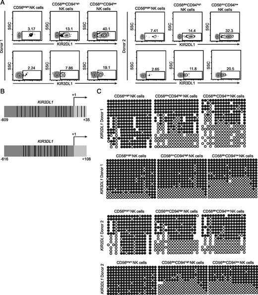 FIGURE 1. The majority of KIR promoter demethylation occurs between the CD56bright and CD56dimCD94high stages of NK cell development. (A) Flow cytometry plots of KIR2DL1 and KIR3DL1 expression on gated CD56bright NK cells, CD56dimCD94high NK cells, and CD56dimCD94low NK cells freshly isolated from peripheral blood of two healthy donors in two independent experiments. The indicated NK cell subsets were sorted, and methylation of CpG sites within the proximal promoter regions of KIR2DL1 and KIR3DL1 were analyzed by bisulfite sequencing. (B) Schematics of the proximal promoter regions for KIR2DL1 and KIR3DL1 that were analyzed by bisulfite sequencing. Vertical lines represent the locations of CpG sites relative to the transcriptional start sites (indicated by arrows). (C) Bisulfite sequencing results. Each row represents a single sequencing reaction. Open circles represent unmethylated cytosines, and filled circles represent methylated cytosines. Missing circles represent ambiguous nucleotide calls from sequencing reactions.
