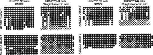 FIGURE 3. Ascorbic acid facilitates demethylation of KIR proximal promoter regions in cultured CD56bright NK cells. CD56bright NK cells were sorted from the peripheral blood of two healthy donors and cultured for 7 d on EL08-1D2 feeder cells with 10 ng/ml IL-15 and either DMSO or 50 ng/ml ascorbic acid in two independent experiments. Cells were then harvested, and methylation of CpG sites within the proximal promoter regions of KIR2DL1 and KIR3DL1 were analyzed by bisulfite sequencing. Each row represents a single sequencing reaction. Open circles represent unmethylated cytosines, and filled circles represent methylated cytosines. Missing circles represent ambiguous nucleotide calls from sequencing reactions.