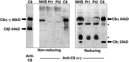 FIGURE 1. Immunoblots comparing normal and C8 α-γ–deficient sera. Western blots of C8 or patient sera were probed using rabbit polyclonal Abs raised against C8 or C8 α-γ and developed with alkaline phosphatase–labeled goat anti-rabbit IgG. Left, Nonreducing conditions. The position of the C8α-γ and β subunits is shown in the far left lane. Right, Reducing conditions. The position of the individual C8α and C8γ polypeptide chains is shown in the far right lane. In contrast to their presence in normal human sera (NHS), neither the C8α-γ subunit nor the individual α and γ polypeptides was evident in the sera from C8α-γ–deficient patients (Pt). Each patient’s serum was examined at least twice. In reducing gels, the bands (*) at ∼55 and 25 kDa are consistent with the heavy and light chains of IgG.