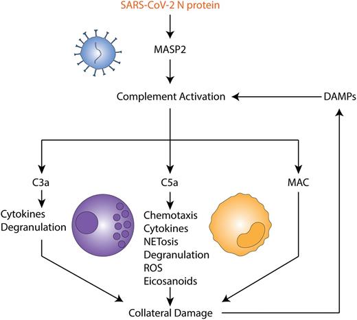 FIGURE 3. Complement-mediated inflammation in COVID-19 ARDS. SARS-CoV-2 N protein binds to MASP2 and activates the complement cascade; complement effectors then drive a proinflammatory response through granulocytes and monocytes; and collateral damage establishes a positive feedback loop of cell death and inflammation.