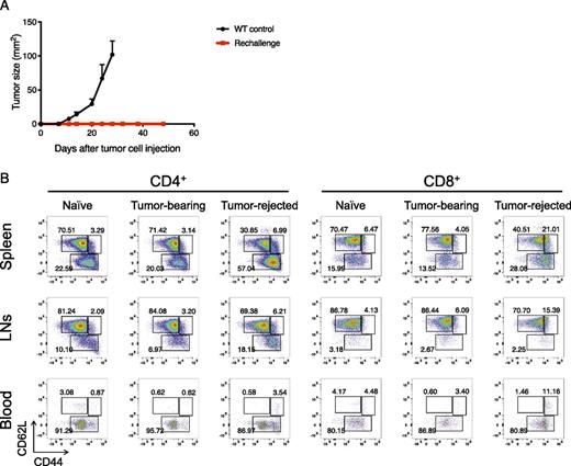 FIGURE 5. Mice demonstrating complete responses after LRT and selective Treg depletion were vaccinated against the tumor with upregulation of memory T cells. (A) Tumor growth curve after tumor rechallenge. DEREG mice that were injected s.c. with AB12 and cured with LRT and DT injection as shown in Fig. 3A, 3B were rechallenged at 6 wk after complete responses with the same tumor delivered to the opposite flank (Rechallenge; n = 2). WT mice were used for control (WT control; n = 4). Data are mean ± SEM. (B) Representative results of CD44 and CD62L expression of CD4+ and CD8+ T cells in spleen, skin-draining lymph nodes (LNs), and blood assessed by flow cytometry. AB12 were inoculated to the tumor-rejected mice (Tumor-rejected group; second rechallenge) and BALB/c untreated mice (Tumor-bearing; control group), and tissue samples were collected 3 d after tumor injection. Naive BALB/c mice were also analyzed (Naive). Representative data are shown using two mice per group.