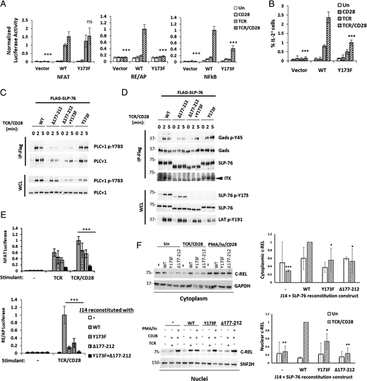 FIGURE 8. Itk-related features of SLP-76 are specifically required to activate the RE/AP transcriptional element. (A) Role of SLP-76 Y173 in transcriptional responses to TCR/CD28 stimulation. Luciferase reporter activity was measured in J14 cells that had been stably reconstituted with comparable expression of Twin-Strep-tagged SLP-76 (WT or Y173F) or with a vector control. Results are presented relative to that observed in TCR/CD28–stimulated WT cells from the same stimulation plate and are the average of three experiments conducted in triplicate; error bars indicate the SD. (B) Role of SLP-76 Y173 in TCR/CD28–induced IL-2 expression. The cell lines shown in (A) were stimulated for 6 h with plate-bound anti-TCR and soluble anti-CD28 in the presence of 5 μg/ml brefeldin A during the last 4 h of stimulation, and intracellular staining with anti–IL-2–PE was analyzed by FACS to determine the percentage of IL-2+ cells. Results are the average of two experiments conducted in duplicate; error bars indicate the SD. (C–F) Two Itk-related features of SLP-76 are required for RE/AP activation via their regulation of cytoplasmic and nuclear c-Rel. J14 cells were reconstituted with the indicated forms of FLAG-tagged SLP-76 and were sorted for comparable expression level. (C and D) Differential effect of the SLP-76 mutations on PLC-γ1 and Gads phosphorylation. Cells were stimulated, and Western blots were prepared from anti-FLAG–purified SLP-76 complexes (IP-FLAG) or WCLs. Results are representative of three experiments. (E) NFAT and RE/AP luciferase activities were measured as in (A). Results are the average of three or four experiments conducted in triplicate; error bars indicate the SD. (F) Expression and nuclear translocation of c-REL. Cells were stimulated for 4 h, and nuclear and cytoplasmic extracts were probed by Western blot (left). For quantification, the intensity of c-Rel was normalized to GAPDH (for cytoplasm) or to SNF2H (for nuclei), and the normalized values were expressed relative to that observed in TCR/CD28–stimulated WT cells from the same experiment. The average normalized intensity of c-Rel from four (cytoplasm) or three (nuclear) experiments is shown at right. For all bar graphs in this figure, the unpaired Student t test was used to compare TCR/CD28–stimulated cells to WT TCR/CD28–stimulated cells. *p &lt; 0.05, **p &lt; 0.005, ***p &lt; 0.0005.