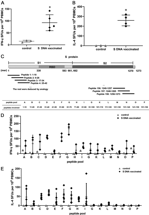 FIGURE 1. Screening the peptide pools recognized by the T cell response. (A and B) Detection of the effect of the S1 protein in inducing IFN-γ (A) or IL-4 (B) secretion. (C) The structure of the S protein and a diagram of the total 158 peptides spanning the whole S protein. These peptides were 18-mer long with 10 aas overlapping. Those peptides were pooled into 16 peptide pools, each containing 10 peptides except peptide pool P, which contained 8 peptides. (D and E) The number of IFN-γ– (D) or IL-4–secreting (E) cells upon treatment with peptide pools A–P. (A and B), (D), and (E) were detected by ELISPOT assay in macaque PBMCs. Macaques were vaccinated with full-length S protein–encoded DNA (S DNA vaccinated) or empty vector (control) at 0, 2, and 8 wk; peripheral blood was obtained; and PBMCs were isolated at 9–12 wk. The results from at least three macaques were included in each group in (A) and (B) and the S DNA–vaccinated group in (D) and (E); one macaque was used in the control group in (D) and (E). An unpaired t test was used to detect significant differences between the control and S DNA–vaccinated groups. All data are presented as the mean ± SD. *p < 0.05, significantly different from the control group.
