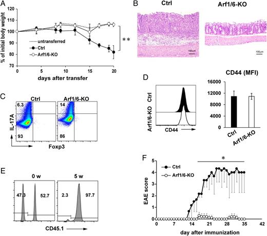 FIGURE 5. Autoimmune diseases are markedly attenuated in Arf1/6-deficient mice. (A and B) Colitis was induced in Rag2−/− mice by transferring 4 × 105 naive CD4+ T cells from control (Ctrl; n = 4) or Arf1/6-KO (n = 4) mice. Body weights of mice with (Ctrl and Arf1/6-KO) or without (untransferred) cell transfer were monitored and indicated as the percentage of initial body weight (mean ± SD) (A). Representative colon histology. Scale bar, 100 μm (B). (C) Intracellular staining for IL-17A and Foxp3 in CD4+ T cells cultured under pathogenic Th17–inducing conditions for 4 d. Shown are representative of three. (D) Expression levels of CD44 in colonic LP CD4+ T cells of recipient Rag2−/− mice described in (A) were evaluated by FACS. Representative FACS profiles (left) and mean fluorescence intensity (MFI) (right). (E) Ctrl (CD45.1+) and Arf1/6-KO (CD45.1−) naive CD4+ T cells were mixed at an equal ratio (0 wk), and transferred into Rag2−/− recipient mice. After 5 wk, the ratios of Ctrl to Arf1/6-KO cells in the colonic LP of recipient mice were evaluated by FACS. Data are representative of three independent experiments. (F) Clinical scores for EAE in Ctrl (n = 3) and Arf1/6-KO (n = 3) mice. Mean ± SD. *p < 0.05, **p < 0.01.