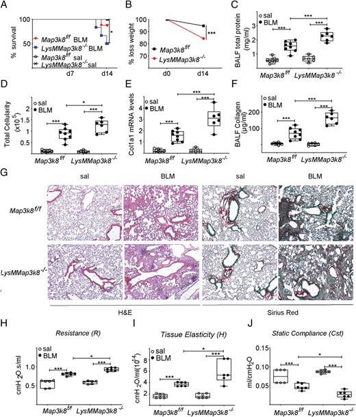 FIGURE 6. Genetic deletion of Map3k8 from macrophages (LysM+ cells) exacerbates pulmonary inflammation and fibrosis. BLM was administered to LysMMap3k8−/− mice lacking Map3k8 in macrophages (and granulocytes) and wt littermates, and disease development was assessed with standardized assays 14 d post-BLM. (A) Kaplan Meyer survival and (B) weight loss post-BLM administration. (C) Total protein concentration in BALFs, as determined with the Bradford assay. (D) Inflammatory cell numbers in BALFs, as counted with a hematocytometer. (E) Col1a1 mRNA levels in whole-lung tissue were determined with Q-RT-PCR analysis; values were normalized to the expression of B2M. (F) Soluble collagen in BALFs was determined with the Sirius Red assay. (G) Representative H&E- and Sirius Red–stained sections of murine lungs of the indicated genotypes (original magnification ×10). (H–J) Indicated respiratory functions were measured with flexiVent. Statistical significance was assessed with two-way ANOVA with Bonferroni post hoc correction. Data are presented as means ± SEM (n = 5–8; cumulative results from two separate experiments). *p = 0.05, ***p = 0.001.