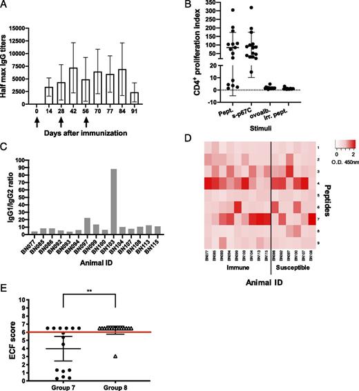 FIGURE 6. Immune response and protection achieved in group 7 (three doses of HBcAg-p67C/SV-p67C) and group 8 (challenge control) animals, 15 animals per group. (A) Kinetics of Ag-specific IgG Ab titers measured in sera, average (n = 15), and SD are shown. The days of Ag injection are represented by black arrows. (B) p67C-specific CD4+ T cell proliferation increases were measured at 2 wk after the last boost (day 70), individual animals (n = 15), the group average, and SD are shown. Two different stimuli were used: a pool of 25-mer p67C–overlapping peptides (Pept.) and s-p67C. Negative stimulus responses are also included: ovalbumin (ovoalb.) and irrelevant peptides (irr. pept.). (C) p67C-specific Ab IgG1/IgG2 ratios in sera from individual animals. (D) A color-coded heat map based on peptide recognition by sera from individual animals is shown. Animals are separated in immune and susceptible groups after challenge. (A–D) Group 7 results. (E) ECF scores of both groups of animals, the mean and the 95% confidence interval are shown. A red line separates the protected and nonprotected animals (ECF score ≥ 6). The significance of the differences among groups is also shown. **p < 0.01.