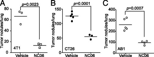 FIGURE 8. NC06 suppresses tumor growth in vivo. (A) 4T1 cells (1 × 104 cells per mouse) were injected i.v. to BALB/c mice. The mice were then treated with vehicle (n = 3) and NC06 (20 mg/kg body weight) 3 d after tumor cell injection seven times every 2 d. Mice were sacrificed 17 d after tumor injection seven times every 2 d. Mice were sacrificed and lungs were inflated with ink. The tumor nodules were counted. (B and C) CT26 (B) and AB1 (C) cells (2 × 105 cells per mouse) were injected i.v. into mice. The tumor-bearing mice were treated and analyzed for lung tumors as in (A).