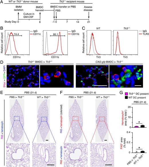 FIGURE 8. Adoptive transfer of BMDCs causes minor lung disease without viral infection in Tlr3−/− mice. (A) Protocol scheme for isolation and transfer of BMDCs from WT into Tlr3−/− mice. (B) Histograms from flow cytometry analysis of CD11c+ and CD11b+ cells in BMDC cultures for conditions in (A). (C) Histograms for intracellular TLR3 in BMDCs from WT or Tlr3−/− mice for conditions in (B). (D) Immunostaining for Sftpc and GFP and counterstaining for DAPI of lung sections from Tlr3−/− mice at 1 d after transfer of BMDCs from Tlr3−/− or CAG-gfp mice (0 d after SeV infection). Large scale bar, 100 μm; small scale bar, 10 μm. (E) PAS and hematoxylin staining of lung sections for indicated cell transfer conditions at 21 d after PBS. Small scale bar, 500 μm; large scale bar, 250 μm. (F) Lung sections from (E) with hematoxylin and PAS staining colorized red with image analysis. (G) Quantification of colorized staining from (F). All data are representative of three separate experiments (mean and SEM) with at least five mice per condition in each experiment. *p < 0.01.