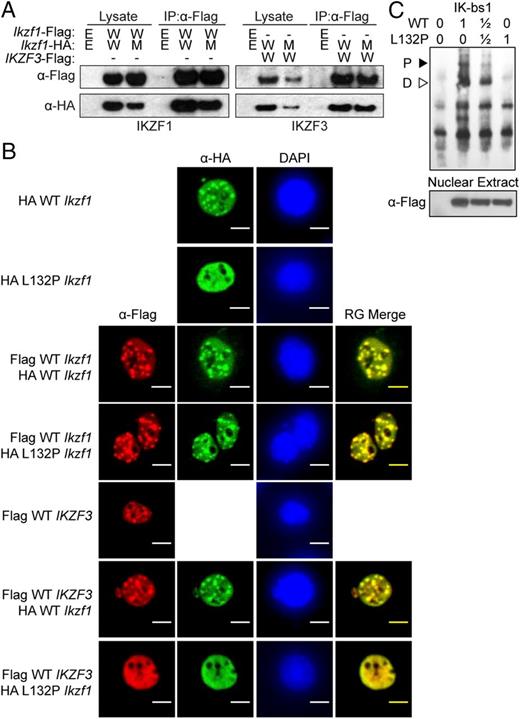 A Point Mutation in IKAROS ZF1 Causes a B Cell Deficiency in Mice | The ...