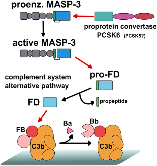 FIGURE 9. The proposed activation mechanism of MASP-3. Our results support that MASP-3 is constitutively activated by a circulating proprotein convertase (or convertases) in the blood. The data are consistent with PCSK6 being the major activator in the blood; however, minor contribution of other enzymes having the same specificity cannot be completely excluded. Because active MASP-3 constitutively activates pro-FD of the alternative complement pathway, our discovery directly links proprotein convertases to the complement system as the highest-level activators of the AP in the blood. (Red arrows point from the enzyme to the substrate, whereas black arrows indicate conversion.)