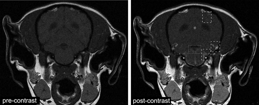 FIGURE 1. LME in GME. T1-weighted pre- and postcontrast transverse brain images of a GME dog. The leptomeninges show multifocal regions of contrast enhancement indicating inflammation and increased vascular permeability over the cerebrum (dashed boxes) and brainstem (dotted box).