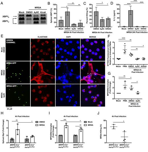 FIGURE 1. Human neutrophil IRE1α is required for bacterial killing, IL-1β production and NET formation. (A) XBP1 splicing was assessed at 4 h pi by RT-PCR, followed by PstI digestion to cleave the unspliced product. Because unspliced mRNA contains a PstI site within the 26-bp intron, the digested PCR products yield two smaller fragments representing unspliced (U) XBP1 and one larger fragment representing spliced (S) XBP1. (B) Percent of spliced XBP1 was quantified using ImageJ based on band intensity. (C) Percent killing was quantified by percent difference in CFU at 4 h in the presence of neutrophils relative to bacteria cultured alone. (D) IL-1β in culture medium was measured by ELISA at 24 h pi. Cells were treated with lysostaphin (10 U/ml) at 2 h pi to kill extracellular bacteria. (E) Representative fluorescence microscopy images of human neutrophils left untreated (Mock) or infected with MRSA-GFP (Green) for 4 h ± IRE1α inhibitor, 4μ8C. Cells were labeled with anti-human elastase Ab (Red), stained with DAPI (Blue) to label DNA, and imaged using epifluorescence microscopy. (F) NET formation was quantified by cell-impermeant SYTOX Green nucleic acid dye. Neutrophils were cultured with 500 nM SYTOX Green and fluorescence intensity measured at 4 h. Cells were left untreated or infected with MRSA in presence of 25 μM 4μ8C, 10 μM KIRA6, or DMSO. PMA stimulation was used as a positive control for NET formation. Dots represent fold change relative to untreated cells of n ≥ 4 independent experiments and horizontal lines are representing of means ± SD. (G) Quantification of MPO/DNA complex levels in culture media by ELISA when neutrophils left untreated or infected with MRSA in the absence or presence of 25 μM 4μ8C. PMA-stimulated cells were used as positive control. Dots indicate fold change relative to untreated cells of n ≥ 3 independent experiments and means are presented as horizontal lines ± SD. (H) The levels of spliced Xbp1 were quantified by quantitative RT-PCR when mouse bone marrow neutrophils were left untreated (Mock) or infected with MRSA for 4 h. (I) ELISA quantification of MPO/DNA complex release in culture supernatants of mice neutrophils when left untreated (Mock) or infected with MRSA for 4 h. (J) Mouse neutrophils in suspension were infected with MRSA (MOI 10), and percent killing was quantified by percent difference in CFU at 4 h relative to bacteria cultured alone. Graphs indicate mean ± SD of n ≥ 3 independent experiments. The p values were calculated using one-way ANOVA with post-Tukey test for multiple comparisons for panels (B), (C), (D), (F), and (G) or two-way ANOVA with post-Sidak test or multiple comparisons for panels (H), (I), and (J). *p < 0.05, **p < 0.01, ***p < 0.001, ****p <0.0001.