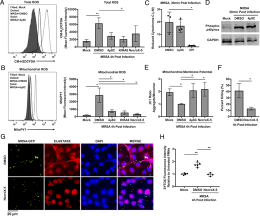 FIGURE 2. IRE1α controls neutrophil antimicrobial function via mROS production. Neutrophils were isolated from blood derived from healthy human volunteers. (A) Total cellular ROS production was assessed by flow cytometry at 4 h pi using CM-H2DCFDA dye. Right, Quantification of MFI under the indicated conditions. (B) mROS production was monitored by flow cytometry using the mitochondria-targeted probe, MitoPY1. Right, MFI of neutrophils after 1 h labeling with MitoPY1 followed by MRSA infection in the presence of indicated inhibitors and analyzed at 4 h pi. (C) Ferricytochrome C reduction by MRSA-infected human neutrophils in the presence of 25 μM 4μ8C, 10 μM diphenyleneiodonium chloride (DPI), or DMSO. The levels of reduced cytochrome C were calculated as indicated in the Materials and Methods section. (D) Immunoblot analysis of human neutrophils when left untreated (mock) or infected with MRSA for 30 min in the presence of an IRE1α inhibitor or vehicle control (DMSO). Immunoblots were performed by using anti–phospho-p40phox and anti-hGAPDH Abs. (E) Mitochondrial membrane potential was assessed by flow cytometry at 4 h pi in the presence of indicated inhibitors using JC1 dye. Ratiometric analysis of red fluorescence (FL2) to green fluorescence (FL1) was used to determine the mitochondrial membrane potential status. (F) Percent MRSA killing by neutrophils in the presence or absence of NecroX-5. Percent killing was calculated by percent difference in CFU at 4 h in the presence of neutrophils relative to bacteria cultured alone. Statistically significant differences between groups was determined by the Mann–Whitney U test. (G and H) NET formation was monitored by fluorescence microscopy and quantified by SYTOX Green assay at 4 h pi. Each dot indicates fold change relative to untreated cells of n ≥ 4 independent experiments ±SD. MFI quantification was determined using FlowJo software, representing the geometric mean. MFI obtained from unstained cells was subtracted from the MFI of all stained samples. Unless otherwise stated, graphs indicate the mean of n ≥ 3 independent experiments ±SD. The p values were calculated using one-way ANOVA with Tukey posttest for multiple comparisons. *p < 0.05, **p < 0.01.