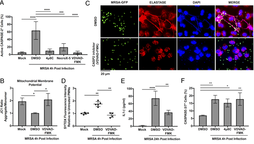 FIGURE 3. IRE1α–CASPASE-2 axis controls MRSA-induced NET formation and IL-1β production. (A) Percent active CASPASE-2+ neutrophils when left untreated (mock) or infected with MRSA in the presence of indicated inhibitors. CASPASE-2 activation was monitored by flow cytometry using the fluorescent probe (FAM-VDVAD-FMK), which irreversibly binds to activated CASPASE-2. Percent CASPASE-2–activated cells was determined by gating against unstained cells. (B) Mitochondrial membrane potential was monitored by flow cytometry using a ratiometric measurement of JC1 dye (FL2/FL1). (C) Representative microscopy images of human neutrophils infected with MRSA-GFP for 4 h (green) ± 10 μM CASPASE-2 inhibitor VDVAD-FMK and stained for NE (red) and DNA (blue). (D) Quantification of NET formation by SYTOX Green was performed with neutrophils infected with MRSA for 4 h + CASPASE-2–specific inhibitor, VDVAD-FMK or DMSO. Each dot indicates fold change relative to untreated cells of n ≥ 4 independent experiments +/−SD. (E) IL-1β production by human neutrophils when left untreated or infected with MRSA for 24 h ± CASPASE-2 inhibitor. (F) CASPASE-3/7 activity of human neutrophils left untreated (mock) or infected with MRSA for 4 h (MRSA) ± indicated inhibitors. CASPASE-3/7 activity was measured by flow cytometry (CellEvant CASPASE-3/7 assay). Percent CASPASE-3/7+ cells was determined by gating against unstained cells. Unless otherwise stated, graphs indicate means ± SD of n ≥ 3 independent experiments. Neutrophils were isolated from blood derived from healthy human volunteers. The p value was calculated using one-way ANOVA with Tukey posttest for multiple comparisons. *p < 0.05, **p < 0.01, ***p < 0.001, ****, p < 0.0001.