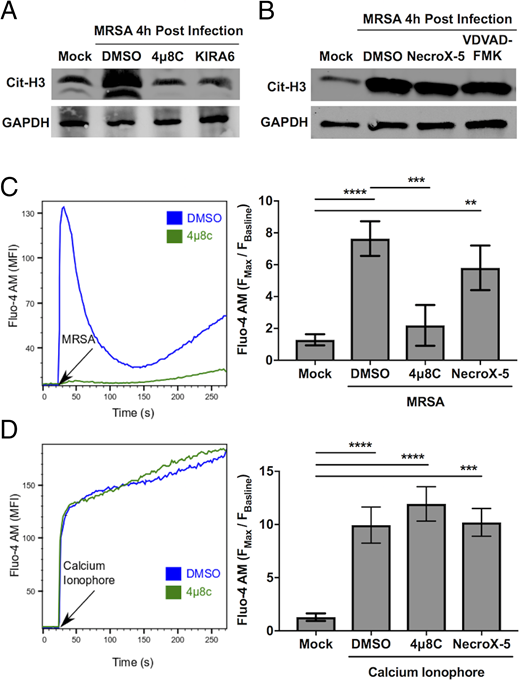 FIGURE 4. IRE1α activation promotes histone citrullination and calcium influx during MRSA infection. (A) Immunoblot analysis of untreated (mock) and MRSA-infected neutrophils (4 h) ± IRE1α inhibitors with citrullinated histone H3 (Cit-H3) Ab. GAPDH was used as a loading control. (B) Immunoblot analysis of citrullinated histone H3 (Cit-H3) and GAPDH from cell lysates of neutrophils when left untreated (mock) or infected with MRSA for 4 h with indicated inhibitors. (C and D) Fluo-4 AM fluorescence intensity of human neutrophils for calcium influx during MRSA infection (C) and calcium ionophore (10 μM A23187) stimulation (D) in the presence of IRE1α inhibitor (25 μM 4μ8C), mROS scavenger (10 μM NecroX-5), or DMSO control. Data were acquired by flow cytometry and analyzed by FlowJo software for MFI of n ≥ 3 independent experiments ±SD. Neutrophils were isolated from blood derived from healthy human volunteers. The p value was calculated using one-way ANOVA with Tukey posttest for multiple comparisons. **p < 0.01, ***p < 0.001, ****p < 0.0001.