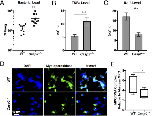 FIGURE 5. CASPASE-2 is required for host defense against MRSA infection and mediates NET formation in the s.c. abscess. (A) Bacterial burden in abscesses excised from male or female WT and Casp2−/− C57BL/6 mice infected s.c. with 107 CFU MRSA for 3 d. Data are pooled from two independent experiments. (B and C) TNF-α and IL-1β cytokine levels in s.c. abscess homogenates of WT and Casp2−/− mice. Cytokine levels were measured by ELISA. Data are presented as the mean of n = 10 WT and n = 11 Casp2−/− mice pooled from two independent experiments. (D) Representative confocal microscopy images of 5-μm histology sections from excised abscess tissue from WT and Casp2−/− mice infected with MRSA for 2 d. Sections were stained with anti-MPO Ab (green) and DAPI (blue) to label DNA. Images were acquired using a Nikon A1 confocal scanning microscope. (E) ELISA of MPO/DNA complex levels in s.c. abscess single-cell suspension from WT and Casp2−/− mice infected with MRSA for 2 d. Data are shown as box plots with median values of WT (n = 4) and Casp2−/− (n = 5) mice. The p value was calculated using the Mann–Whitney U test. *p < 0.05, **p < 0.01, ***p < 0.001.